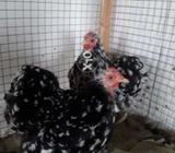 Moulted bentum