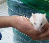Syrian Hamsters