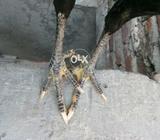 Thai madii