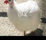 White Chakore