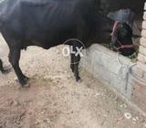 ساڈے تین ماہ کی سوی ساتھ بچھڑا