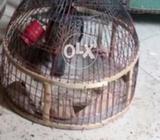 6 months patha for sell read add