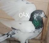 Ali wala kabotar