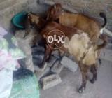 Bakray jori helty beuty