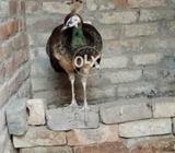 Beautiful Peahen