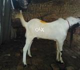 Betal bakra 8 months