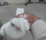 Big size qasid 7MALE