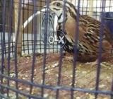 Bolny wala batira charinga