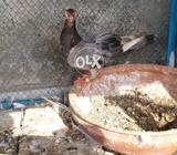 Budapst female available