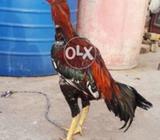 Cheena laka for sale