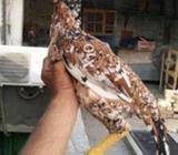 Cheeni pathi for sale