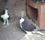Fancy pegon Two piars for sail