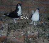 Jory hi jory sea sabz sherazi