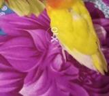 Latino pasnata rid eyes 7manth ki female