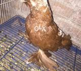 Longface breder female