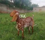 Makhi chini path for sale in rwp