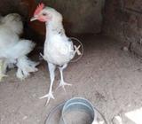 Misri male pathay