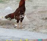 Morga for sale mjhy nasal ka nai pta