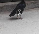 Mushki murgi full black