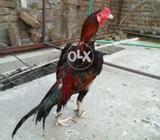 My lakha for sale
