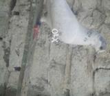 Pentis maddi orignal