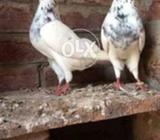 Pentis wala pair