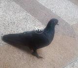 Piegon special (Americian)