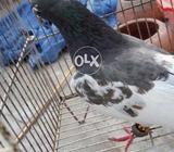 Pky m ha sabz bared ki garnte