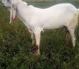 Rajan puri male for sale
