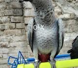 Red factor Africain grey