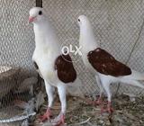 Red shield croper 3rd kalii pair