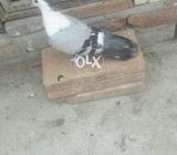 Sabaz togha lara hova nar