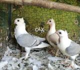 Santinet 3 picec available