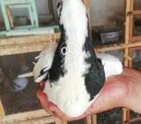 Sia pabi kalyari 6 kli pthi