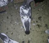 Sialkoti ,topi breed