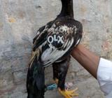 Sindhi sawa