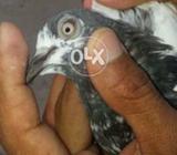 Teedy excellent female