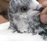 Toppy pair new pathha pathhi