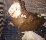 Trumpter breder male