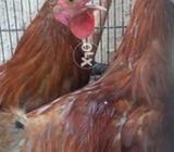 Two males active and healthy