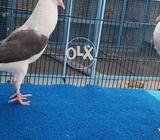 Voorburg shield cropper