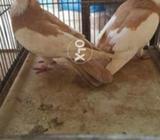 Welisizar pair