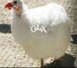 White chakora