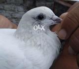 White maddi with dark melli eyes