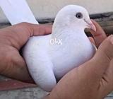 White with melli eyes