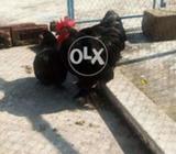 1murg 2 murgi Kotla arb ali khan