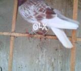 Babra male