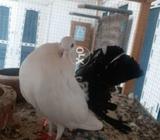 Black.tail barder male