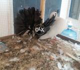 Blacktail barDar. per