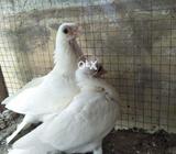 Budapest same cluth chicks